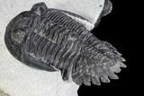 Two Hollardops Trilobites - Fantastic Display #108692-2